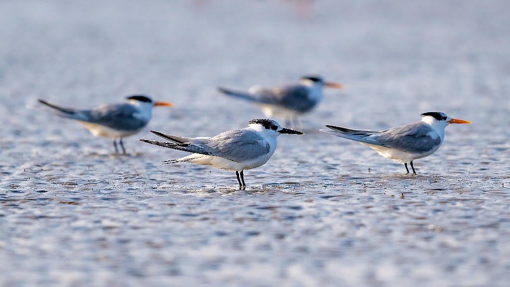 Sandwich Tern